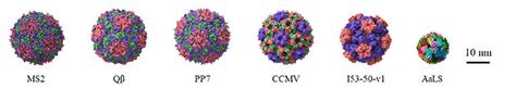 pnc protein|Protein nanocage architectures for the delivery of  .